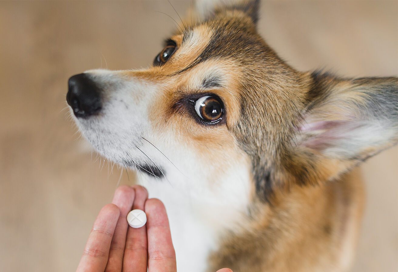 person feeding dog a supplement